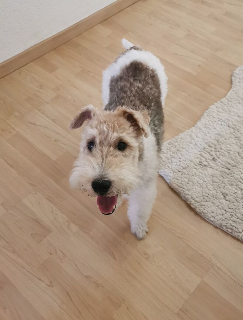 Esta Belleza es Elliott 💙