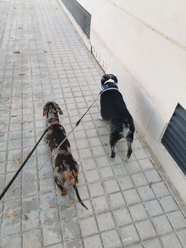 🐾Oliver y Freya💙💓