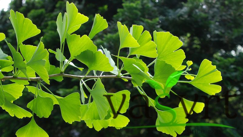 GINKO BILBOA – DRVOREŽNJASTI GINKO – JAPANSKA LIJESKA
