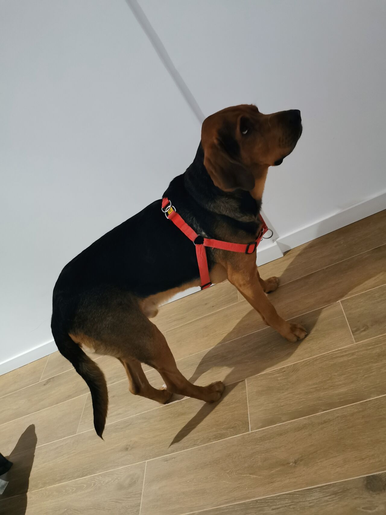 Este grande es Tytus💙