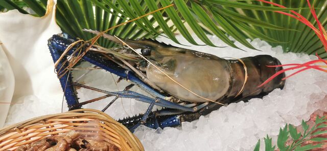 Crevettes Géante Sauvage Chevrette