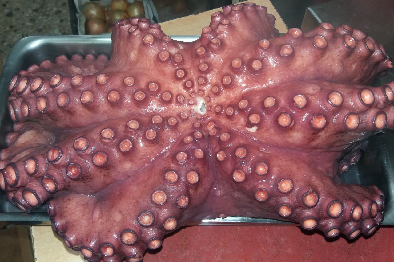Pulpo gallego