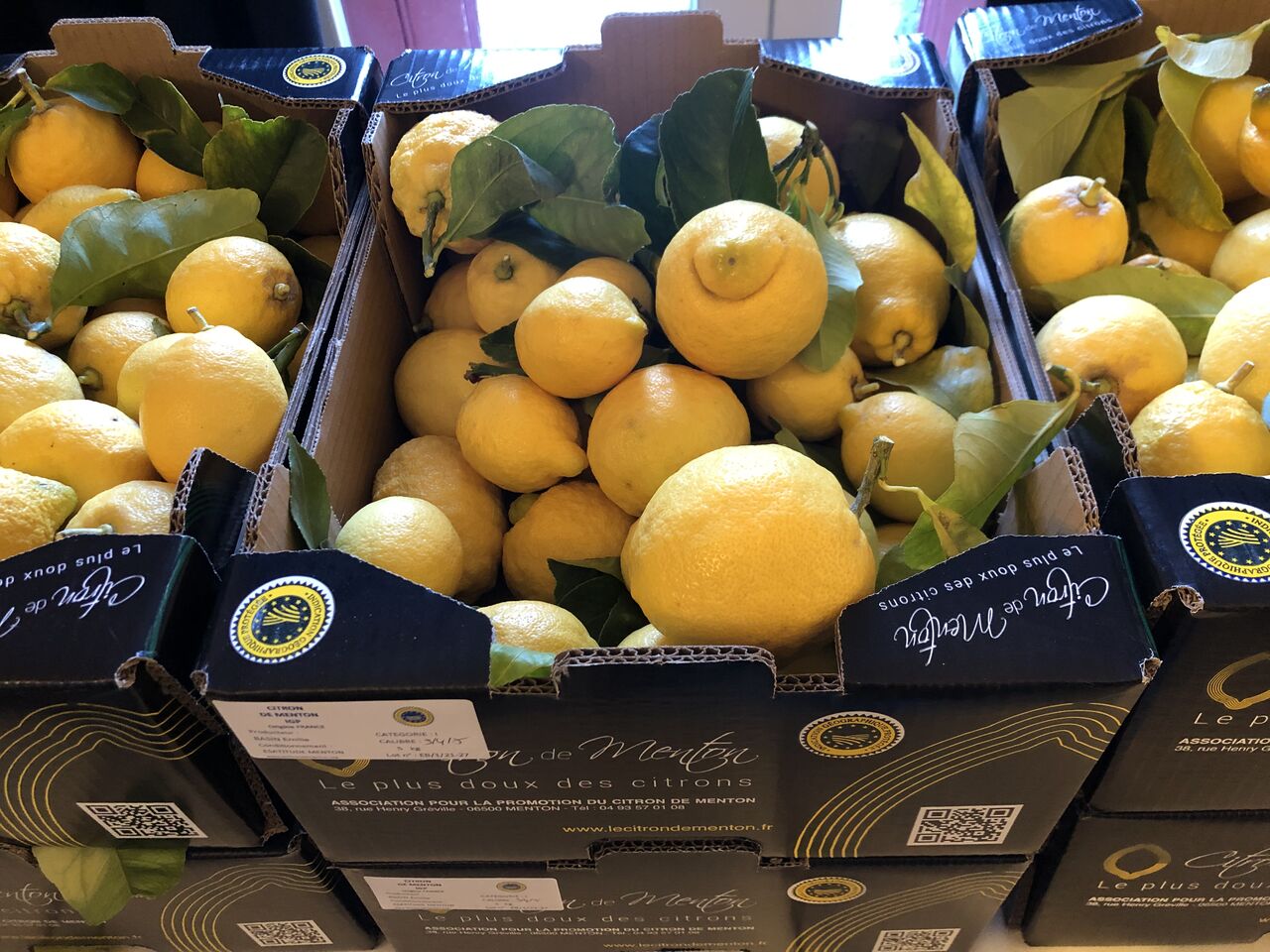 Citrons de Menton certifié IGP (Indication Géographique Protégée)