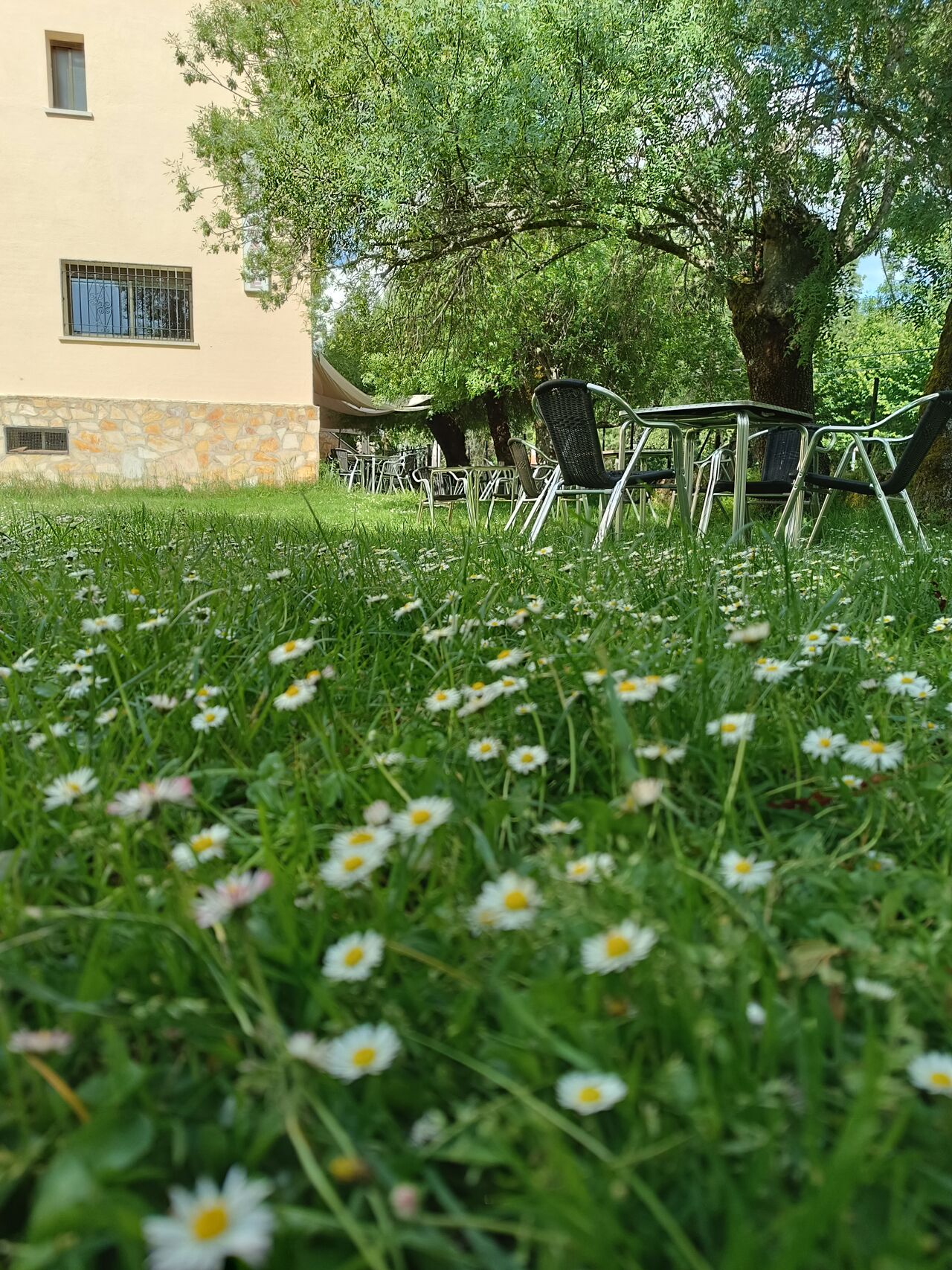 Jardín de la terraza, aquí pueden sentarse a comer rodeados de plena naturaleza. También pueden venir con sus mascotas.