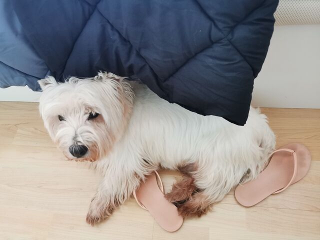 🍪 Haciendo la siesta en mis havaianas 🤗