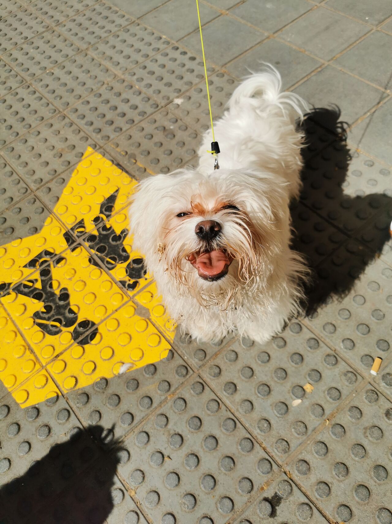 Elur se va al cole😜