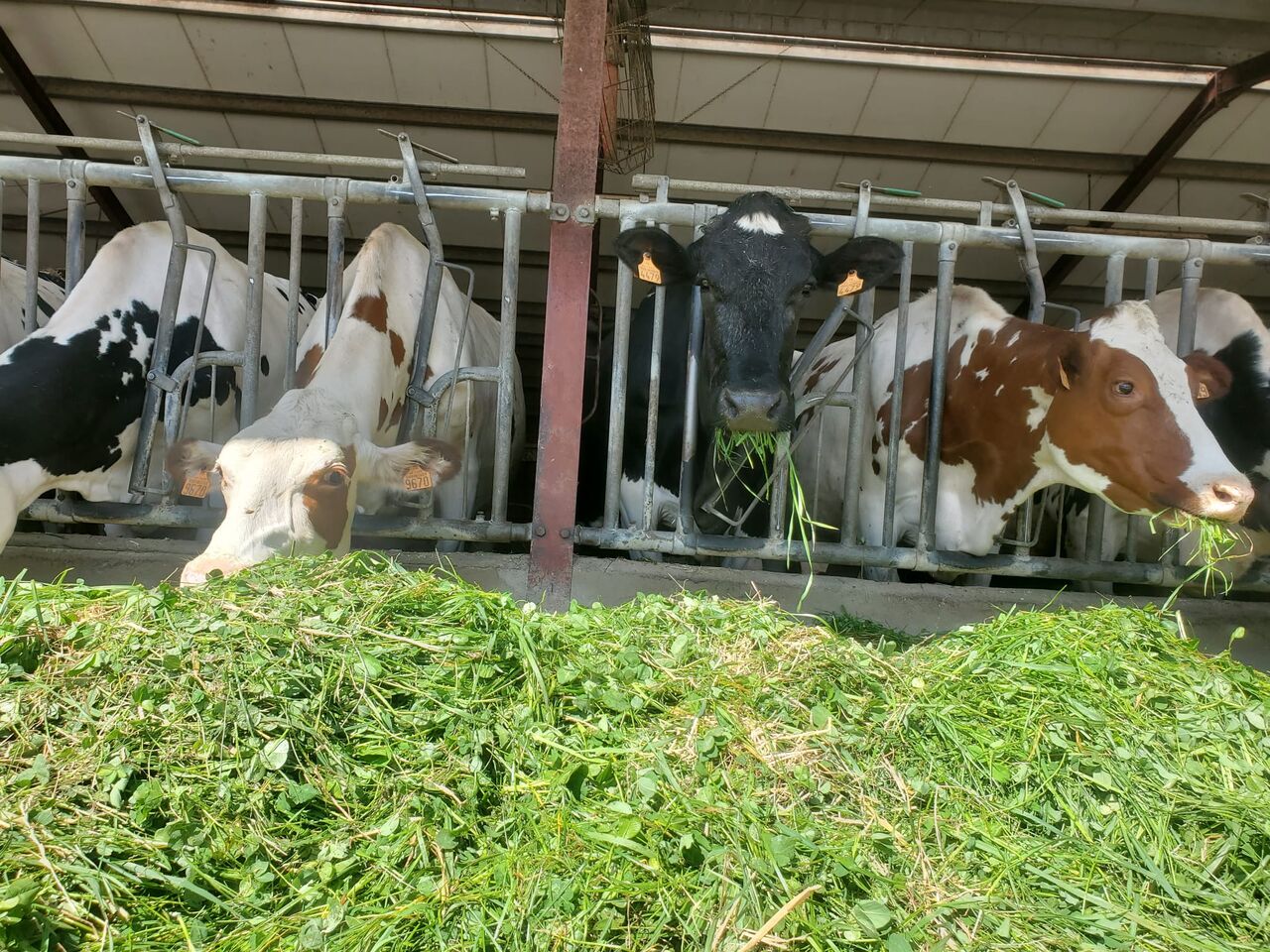 L'alimentation des vaches: sans ensilage pour des fromages de qualité !