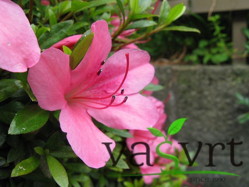  Rhododendron indicum