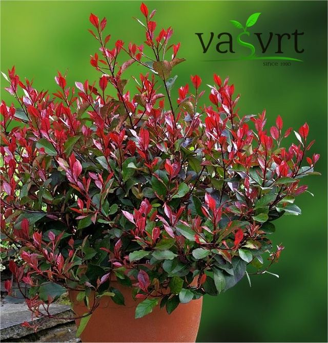 Photinia x fraseri ‘Red Robin’ – Fotinija