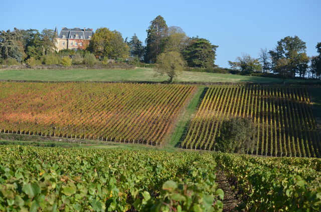 vue sur le vignoble et château du Thil