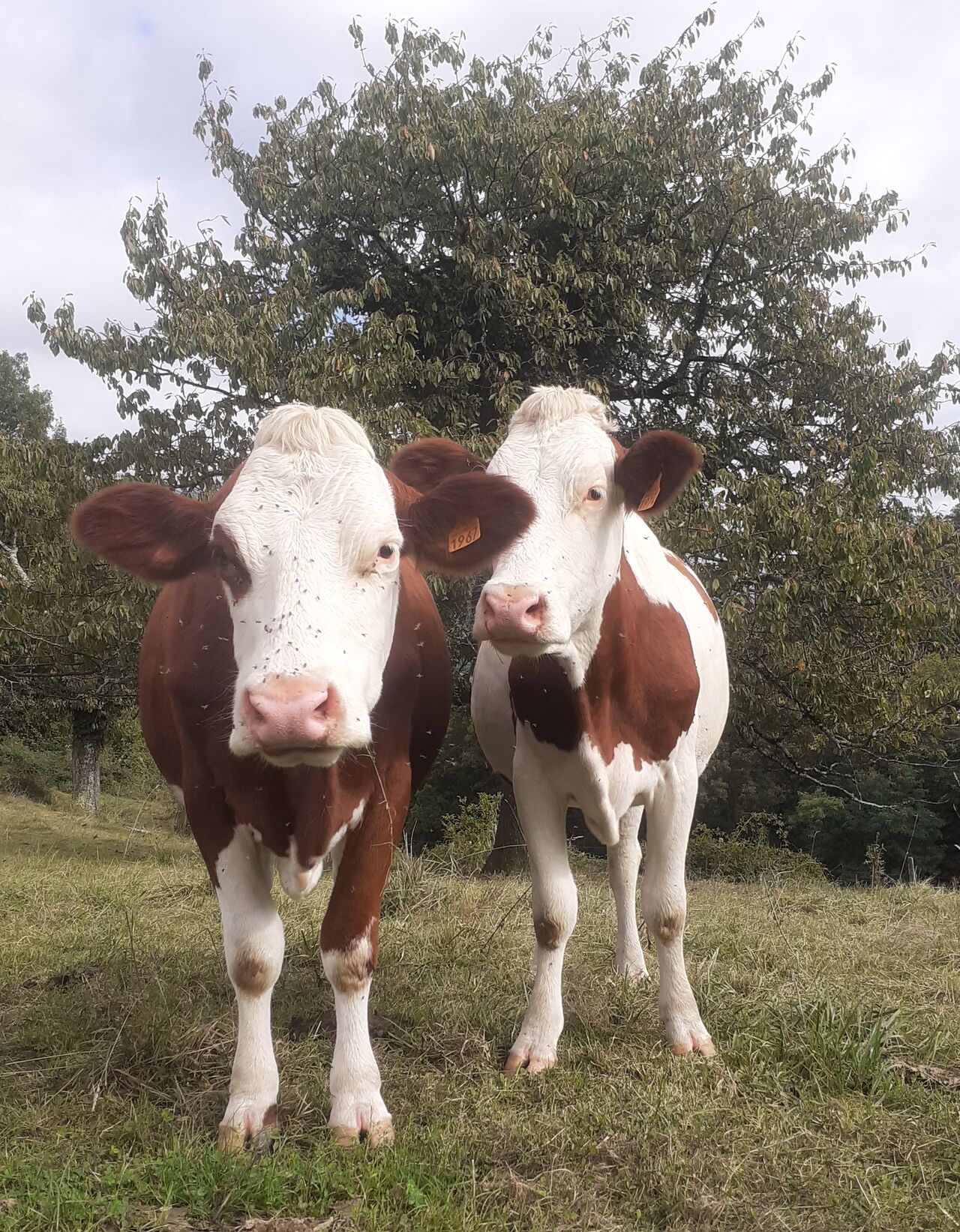 Nos vaches laitières