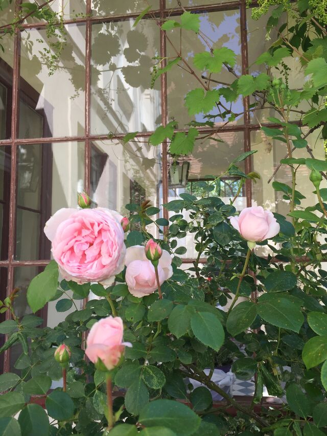 Rosen an der Loggia